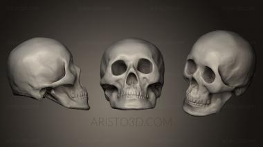 Anatomy of skeletons and skulls (ANTM_0185) 3D model for CNC machine